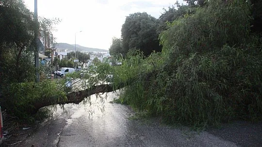 Koca ağaç bir anda yola devrildi