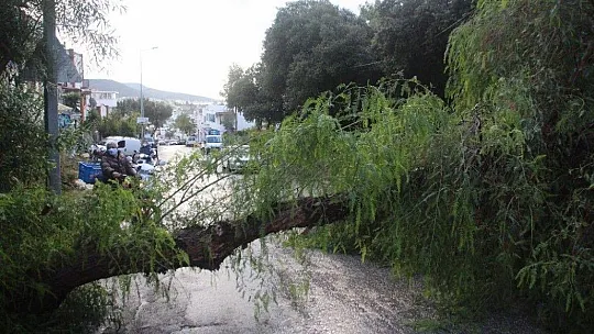 Koca ağaç bir anda yola devrildi