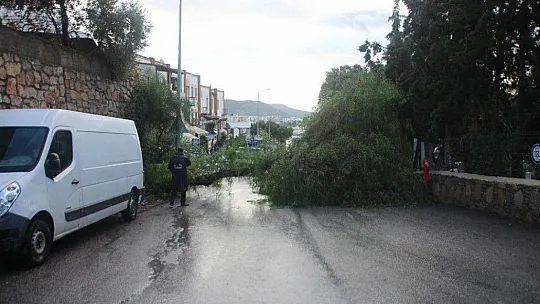 Koca ağaç bir anda yola devrildi