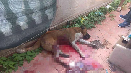 Köpeği bıçaklayarak öldürdü, o anlar güvenlik kamerasına yansıdı