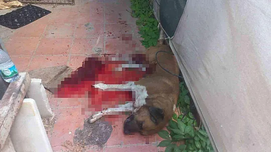 Köpeği bıçaklayarak öldürdü, o anlar güvenlik kamerasına yansıdı