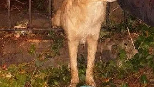 Köpeği görenler yardıma koştu