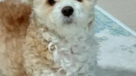 Köpeğinin mezarını tahrip edenler hakkında suç duyurusunda bulundu