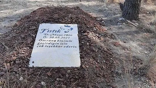 Köpeğinin mezarını tahrip edenler hakkında suç duyurusunda bulundu