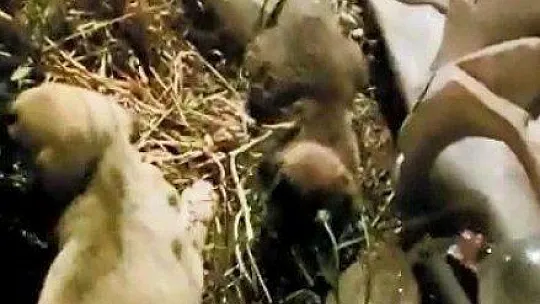 Köpek yavrularını itfaiye ekipleri kurtardı
