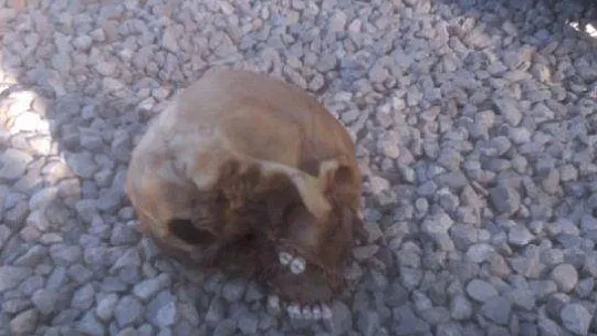 Köpeklerin bulduğu kafatasının kimliği belirlendi