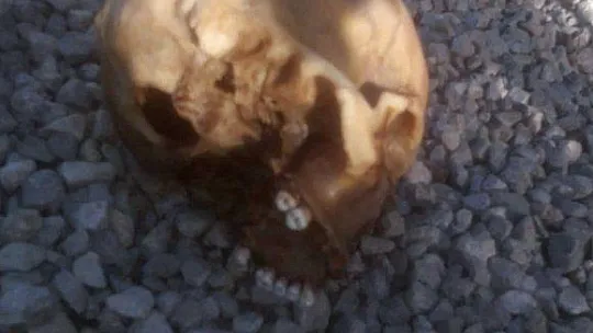 Köpeklerin bulduğu kafatasının kimliği belirlendi