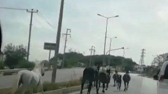 Kornadan ürküp ters istikamete kaçan ata araba çarptı