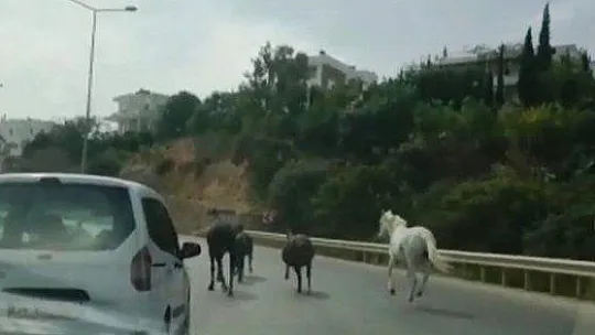 Kornadan ürküp ters istikamete kaçan ata araba çarptı