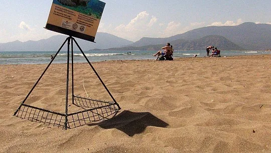 Korona virüs deniz kaplumbağalarına yaradı
