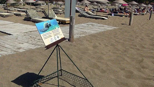 Korona virüs deniz kaplumbağalarına yaradı