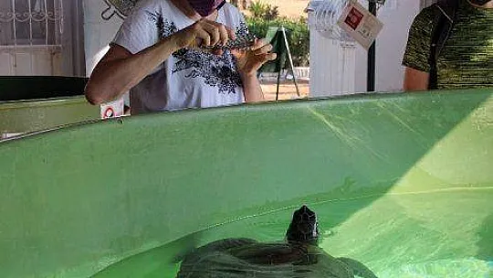 Korona virüs deniz kaplumbağalarına yaradı