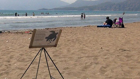 Korona virüs deniz kaplumbağalarına yaradı