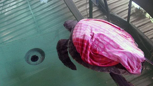 Korona virüs deniz kaplumbağalarına yaradı