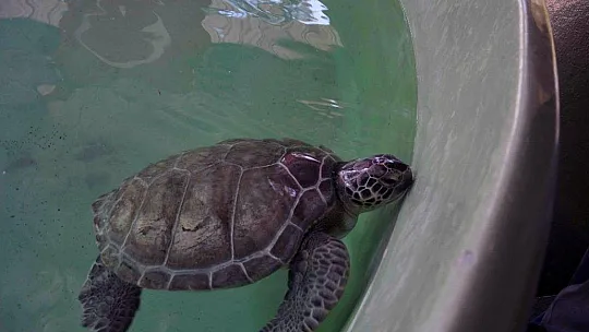 Korona virüs deniz kaplumbağalarına yaradı