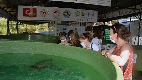 Korona virüs deniz kaplumbağalarına yaradı