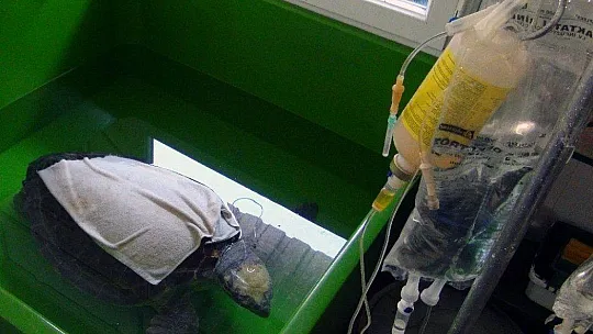 Korona virüs deniz kaplumbağalarına yaradı