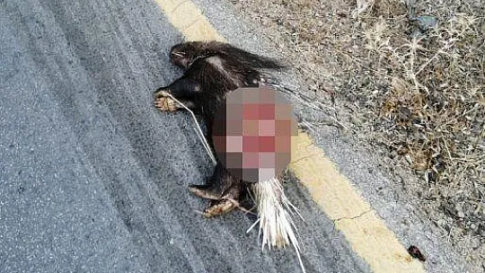 Koruma altındaki hayvanı gözlerini kırpmadan vurdular