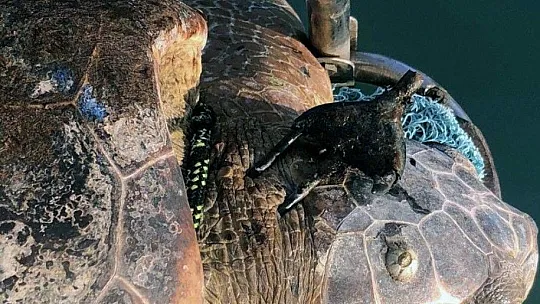Koruma altındaki kaplumbağaya zıpkınlı vahşet