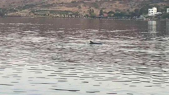 Koya giren yunus sürüsünü balıkçılar görüntüledi