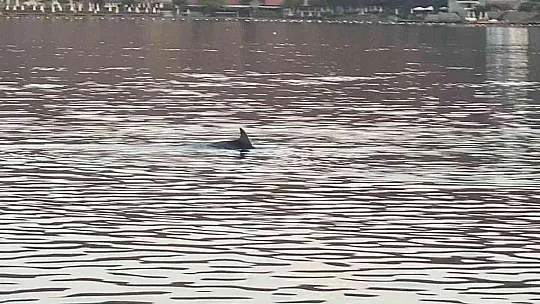 Koya giren yunus sürüsünü balıkçılar görüntüledi