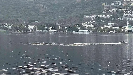 Koya giren yunus sürüsünü balıkçılar görüntüledi