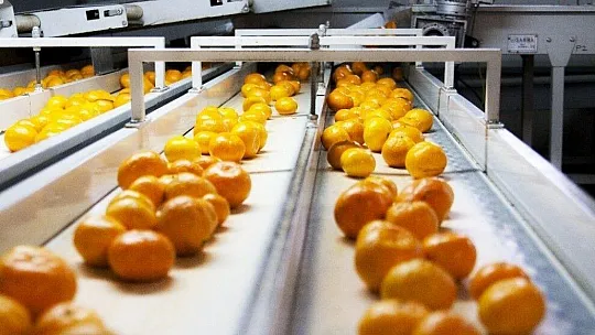 Köyceğiz Belediyesi 120 ton narenciyeyi ihale ile satışa sundu