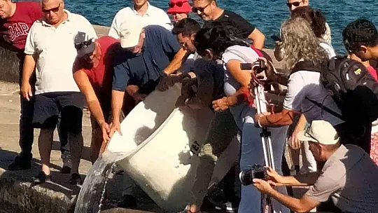 Yavru sazan balıkları sulara bırakıldı