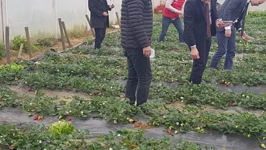 Köyceğiz'de alabalık ve çilek üretim alanlarında incelemelerde bulunuldu