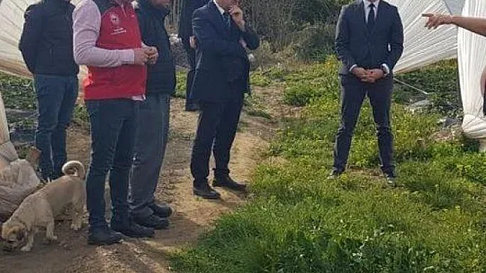 Köyceğiz'de alabalık ve çilek üretim alanlarında incelemelerde bulunuldu