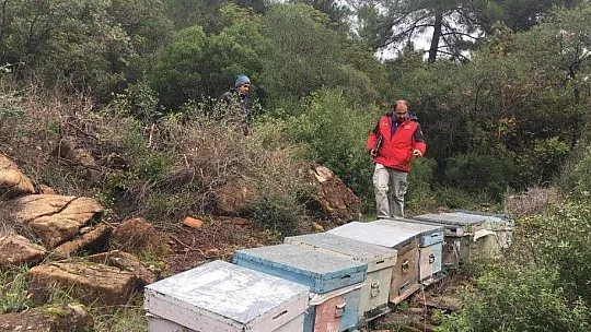 Köyceğiz'de arılı kovan desteklemesine esas tespitler tekne yolculuğu ile tamamlandı