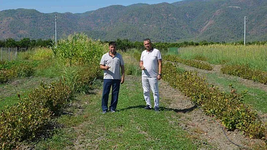 Köyceğiz'de Aronya hasadı gerçekleşti