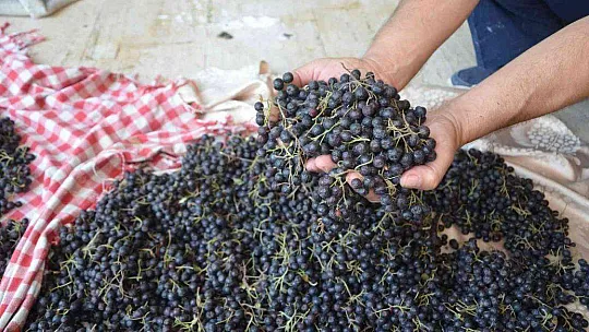 Köyceğiz'de Aronya hasadı gerçekleşti
