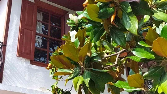 Köyceğiz'de bulunan en büyük Manolya ağacı çiçek açtı