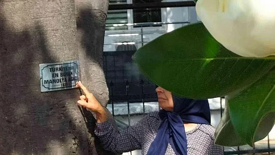 Köyceğiz'de bulunan en büyük Manolya ağacı çiçek açtı