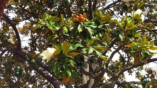 Köyceğiz'de bulunan en büyük Manolya ağacı çiçek açtı