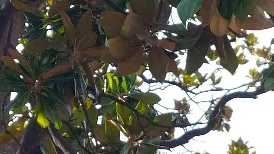 Köyceğiz'de bulunan en büyük Manolya ağacı çiçek açtı