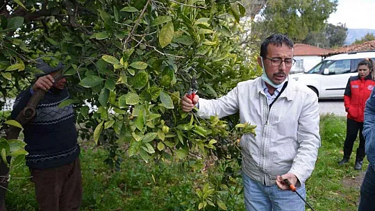 Köyceğiz'de üreticilere turunçgil yetiştiriciliği eğitimi verildi