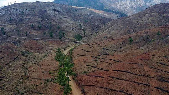 KÖYCEĞİZ'DE YANAN ORMANLARDA YARALAR SARILIYOR