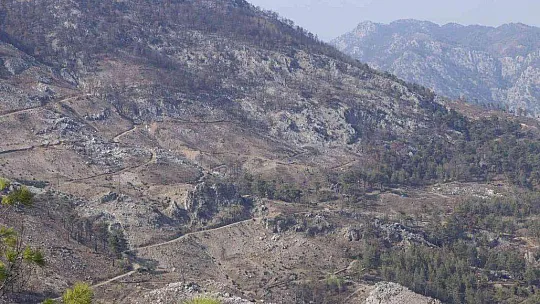 KÖYCEĞİZ'DE YANAN ORMANLARDA YARALAR SARILIYOR