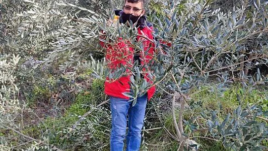 Köyceğiz'de zeytin üreticilerine uygulamalı budama eğitimi verildi