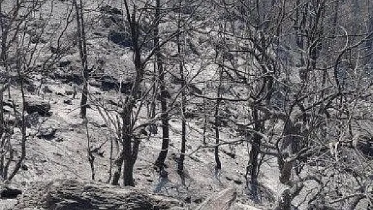 Köyceğiz'deki orman yangını devam ediyor