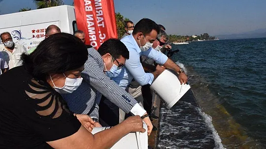 Köyceğiz gölüne 100 bin sazan yavrusu bırakıldı