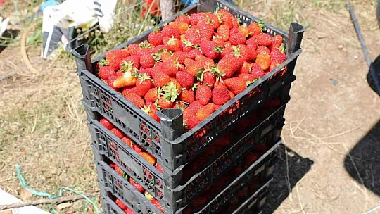 Yayladan zincir market raflarına