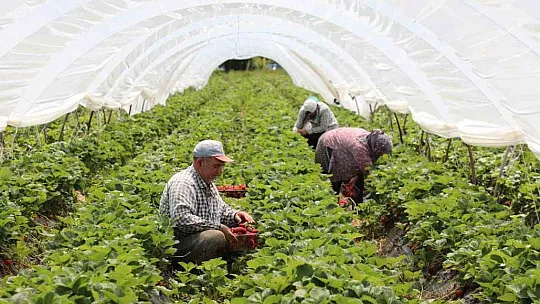 Yayladan zincir market raflarına