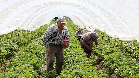 Yayladan zincir market raflarına