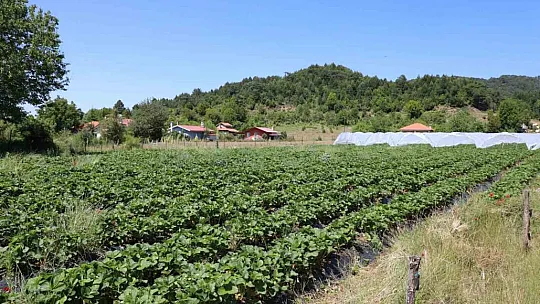 Yayladan zincir market raflarına