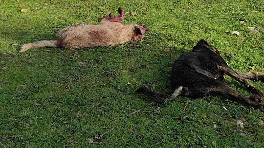 Koyunlarını ölü görünce köpekleri kafalarından vurarak öldürdü
