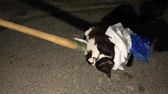 Kundakta bebek var zannettiler kedi çıktı