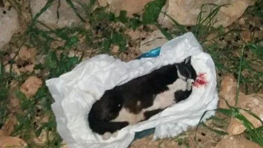 Kundakta bebek var zannettiler kedi çıktı